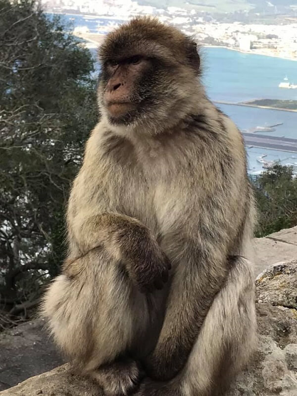 Monkey